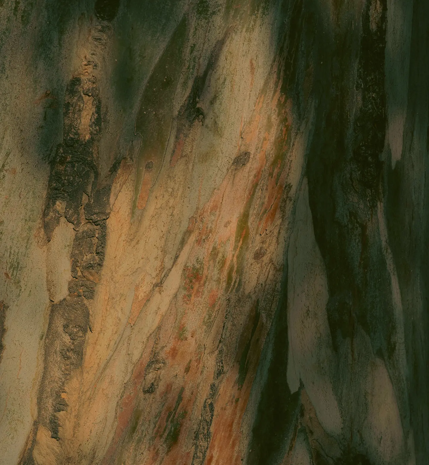 Close-up of tree bark mottled with green and rust